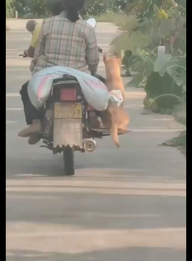 夫妻俩骑摩托车赶路，还加了一个专属座位给狗狗坐，真的爱狗呀