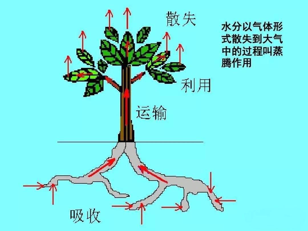 因此树木形成了一套有效的吸收系统,来进行吸收和运输水分