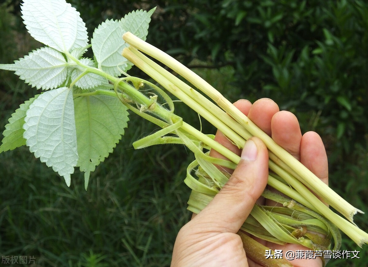 除剝麻我不會做之外,其他的打下手的活我都做過.