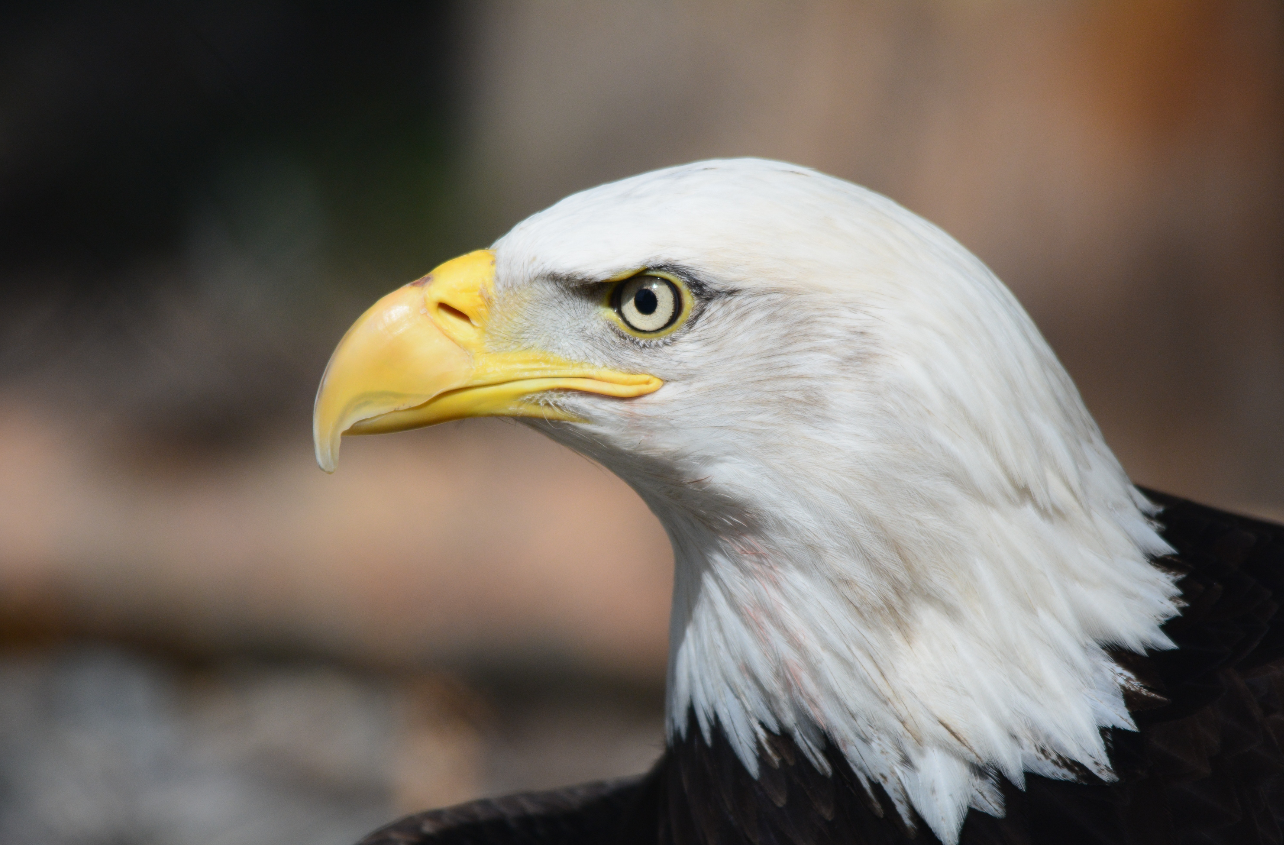 在雕类动物中,最凶猛的要数鸟界"活化石"白头海雕