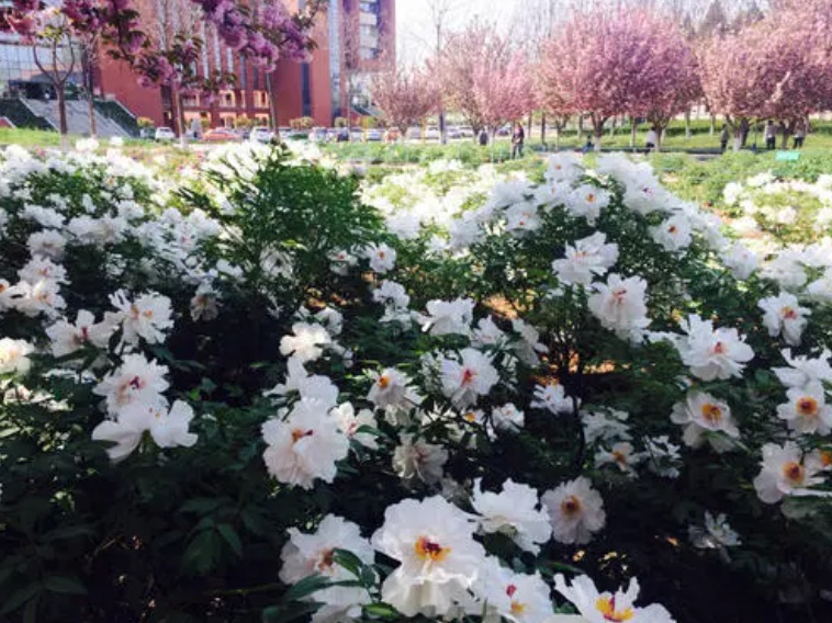 国内十大最美校园名单出炉，学校也开始拼颜值，学习生活两不误