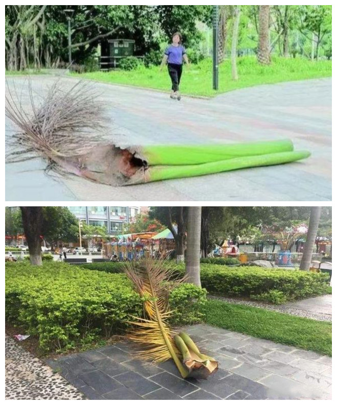 据知情人透露,砸伤路人的元凶是大王椰子树的叶柄,重达几十斤.