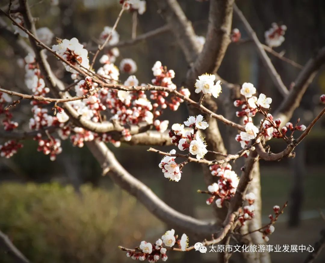 线上展览|“山河春意 锦绣太原——花的世界”主题摄影线上图片展（十三）