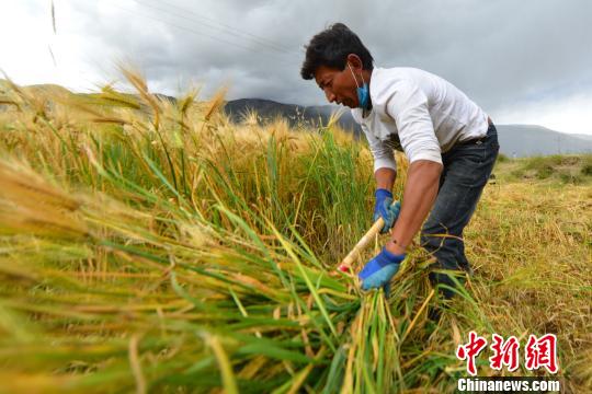 「市场需求」你的联合收割机好，就到西藏来收青稞吧