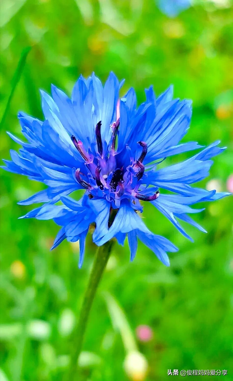 "矢车菊"有紫,淡红,白,深蓝色多种颜色,它的花语是相遇