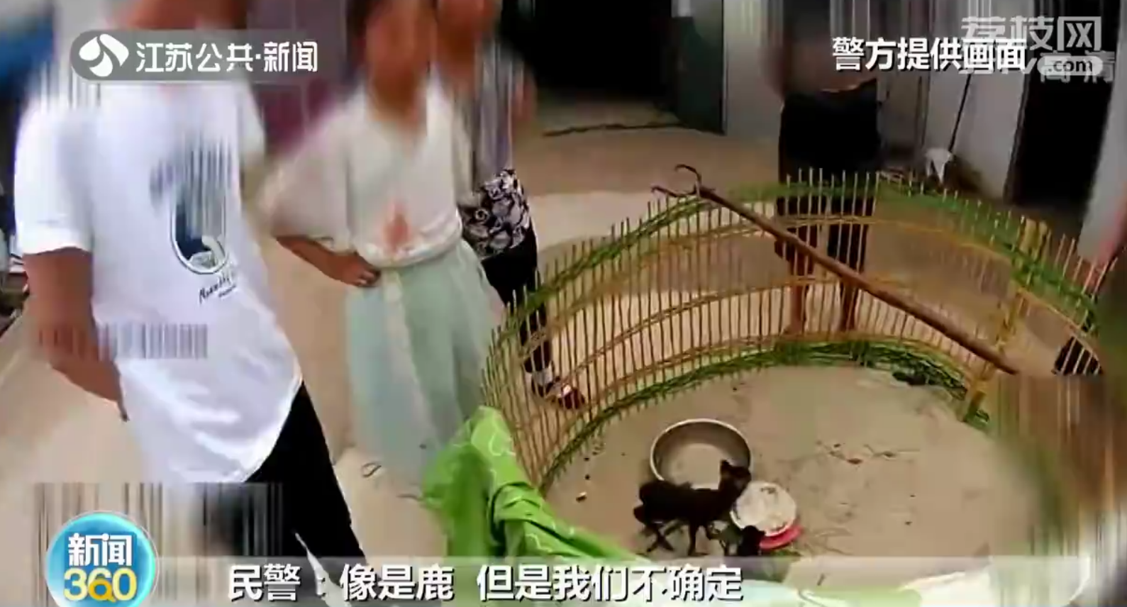 南京村民麦田捡三只&ldquo;小鹿&rdquo;竟是獐子宝宝