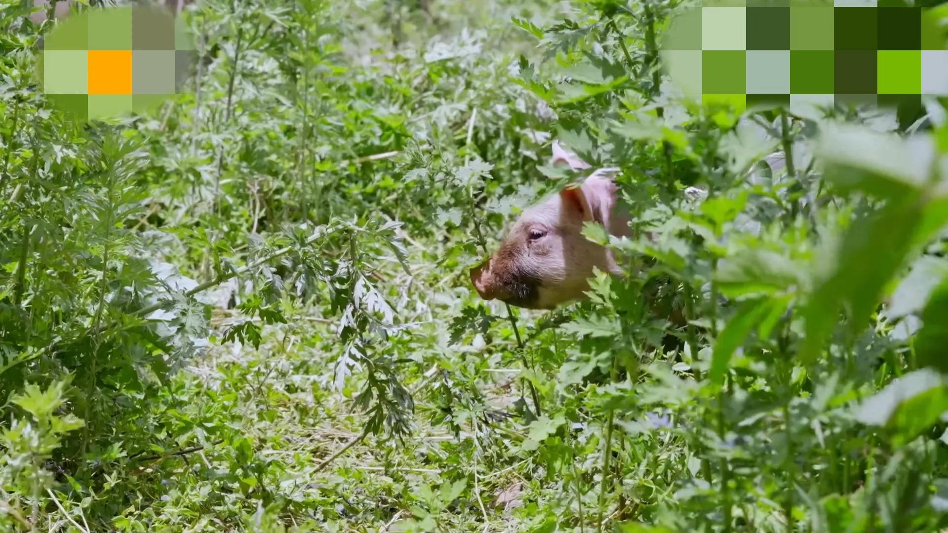 容祖儿抓猪画面爆笑