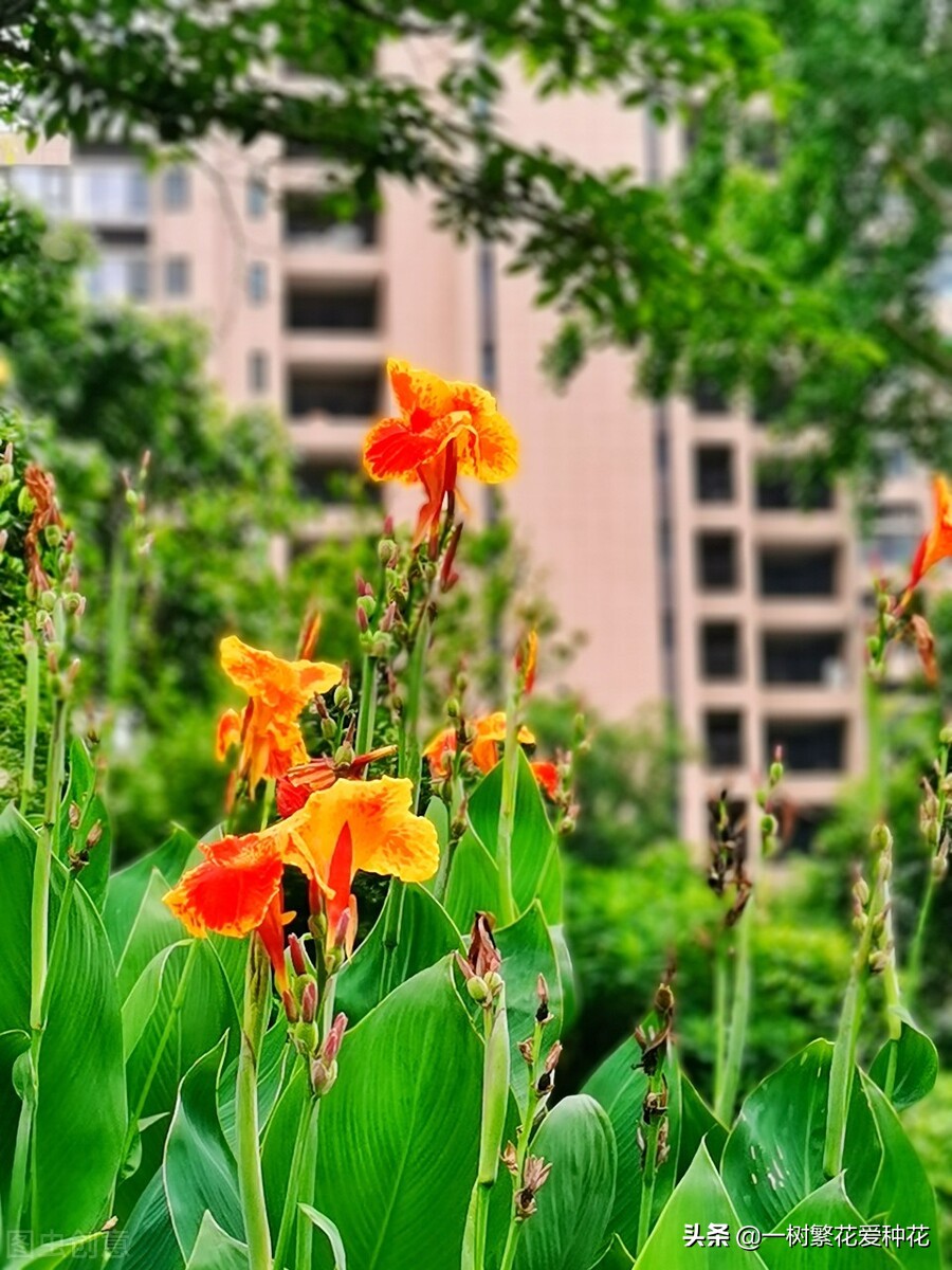 耐寒宿根花卉（两季都适合种的30种宿根花卉）