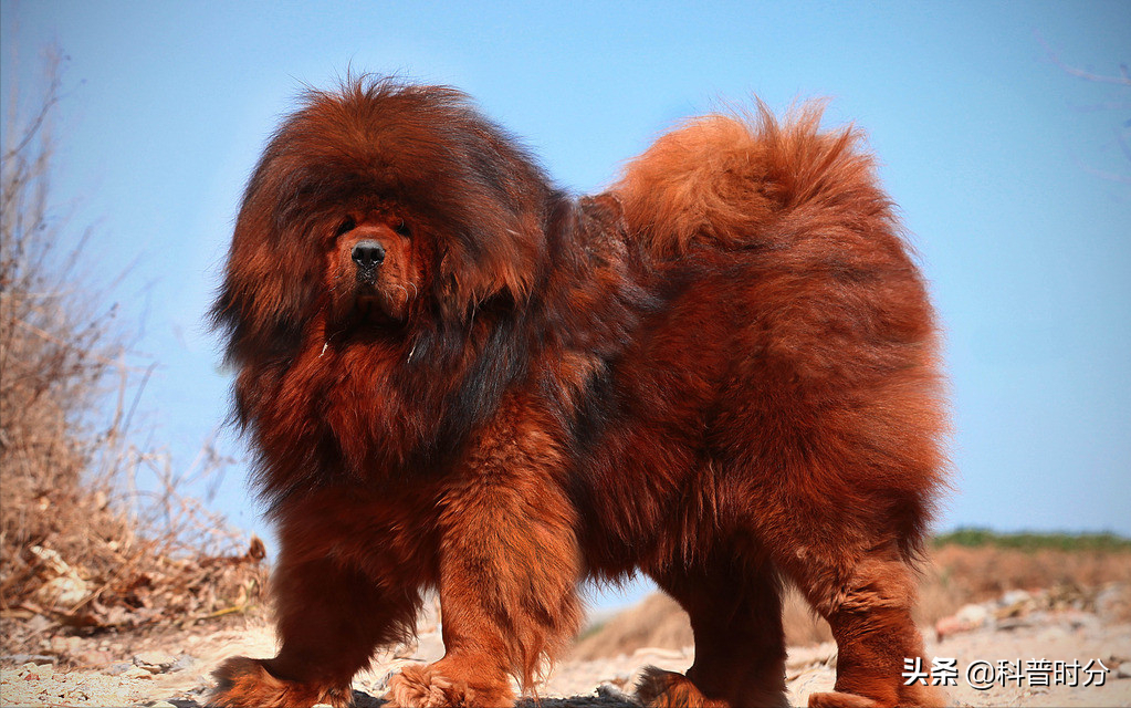 世界上兇猛的十種狗，日本土佐犬上榜，藏獒排名第二