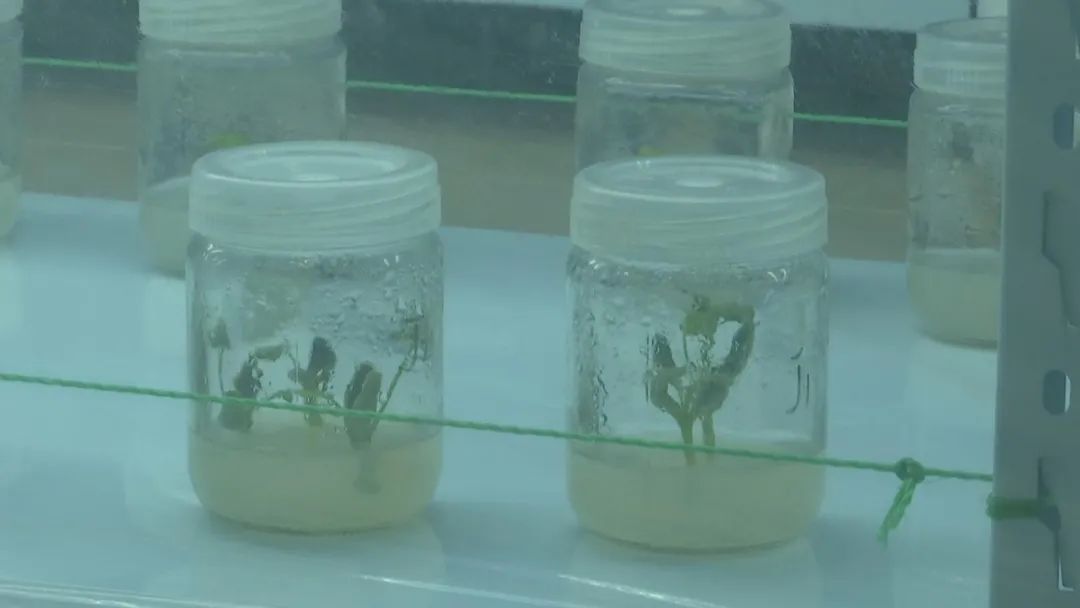 好品山东｜西瓜随便吃，种子得留下！这是啥操作？