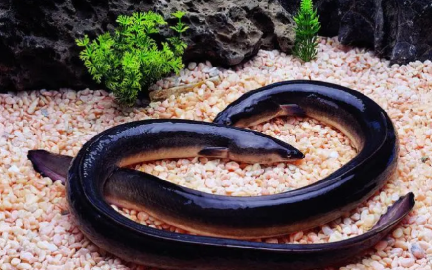 最大的鳗鱼(直到濒危都没人知道它们的来源)