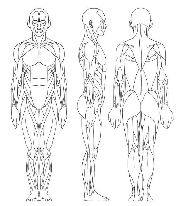人体肌肉人体骨骼你不必记住骨骼和肌肉的名称,但如果你明白"这就是它
