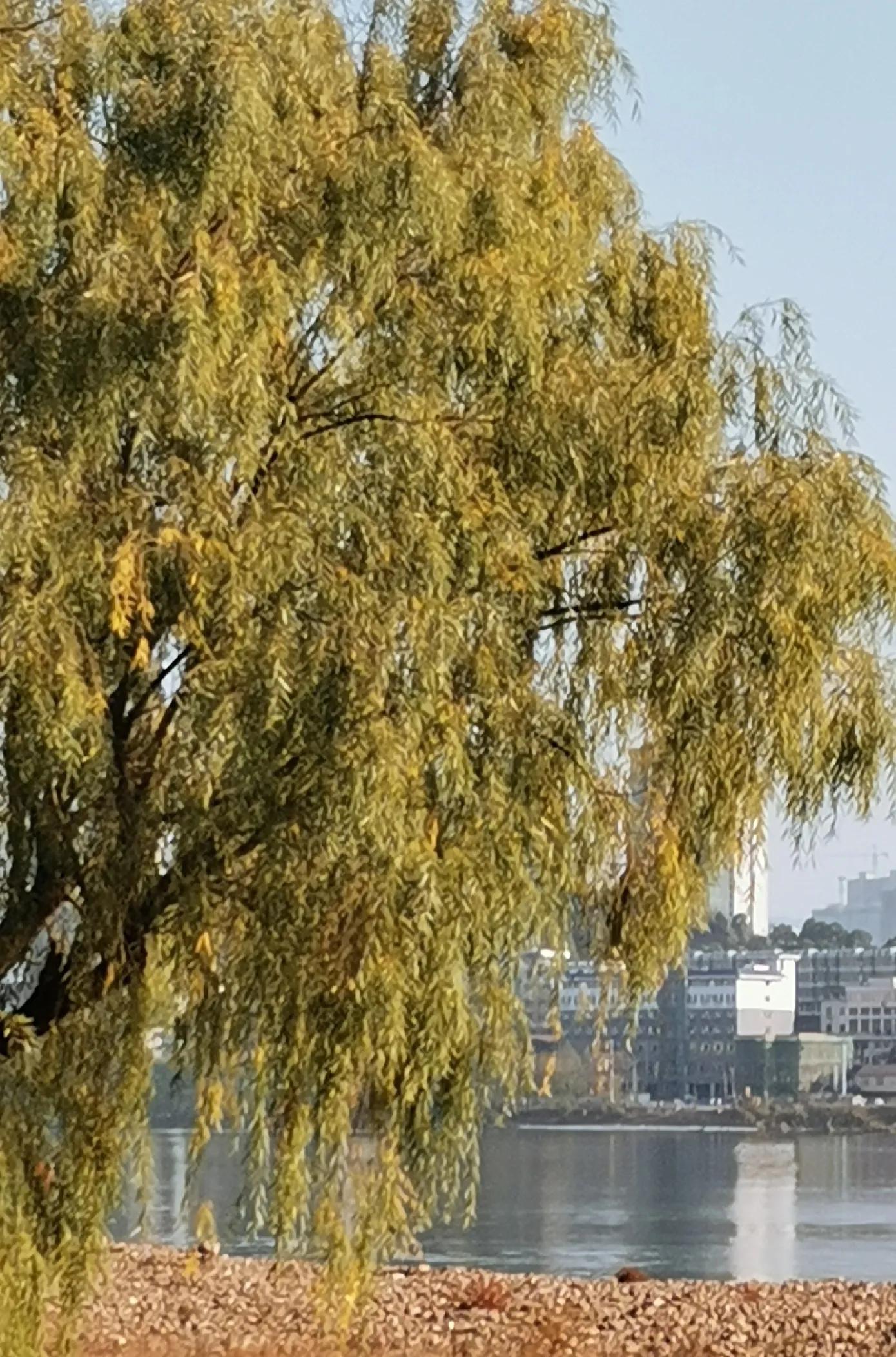 优秀散文集(赏析)