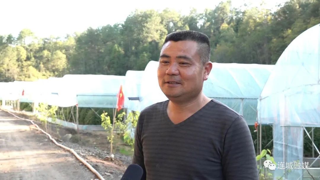 「冠豸山下是我家」塘前：大棚采摘正當(dāng)時 圣女果成為“致富果”