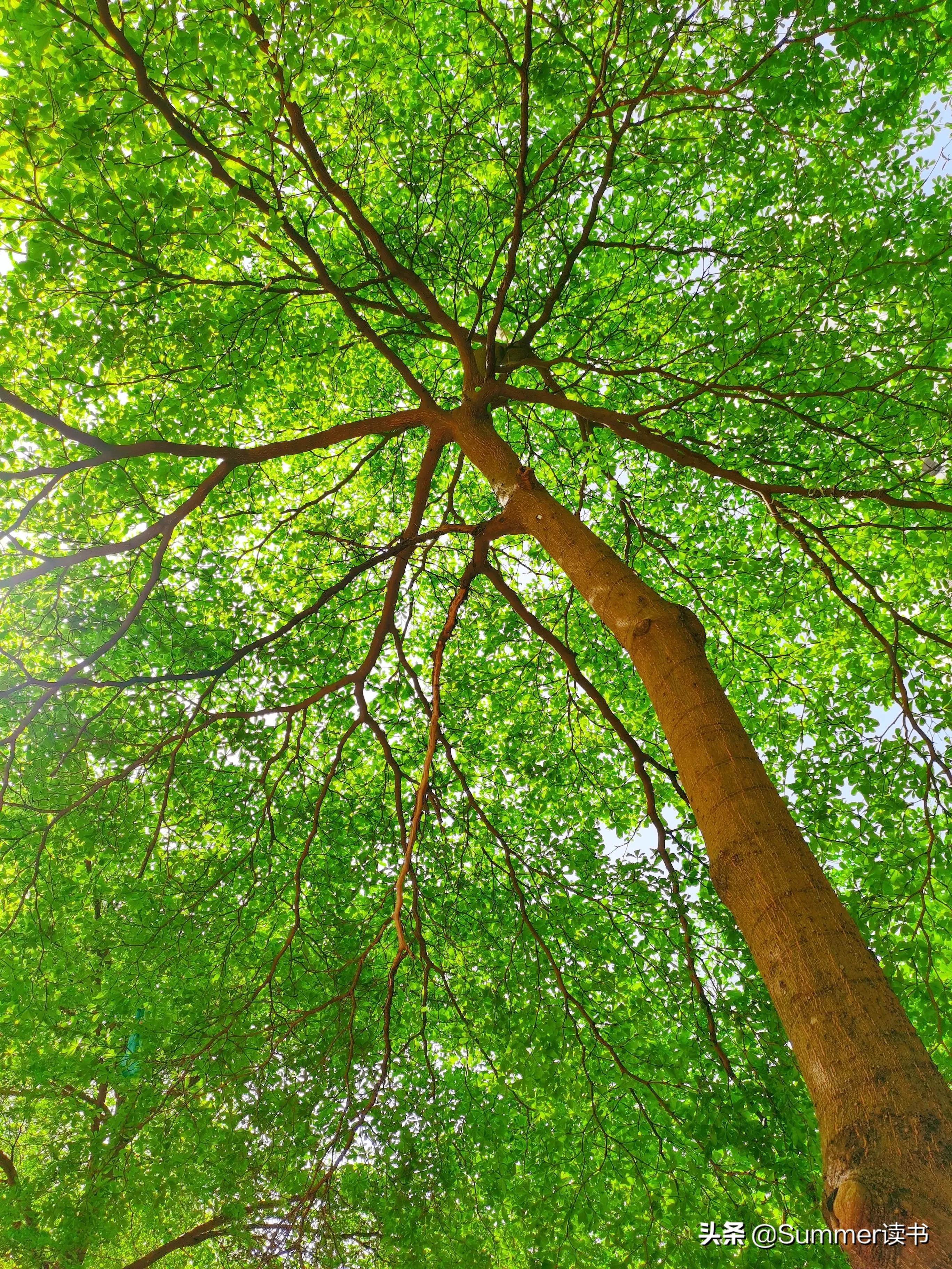 特殊又平凡,却又叫不出名字的树