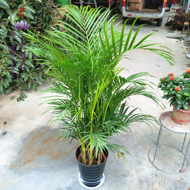 客厅养花“讲究大”，别随便，这6种，贵气不俗，养人旺家