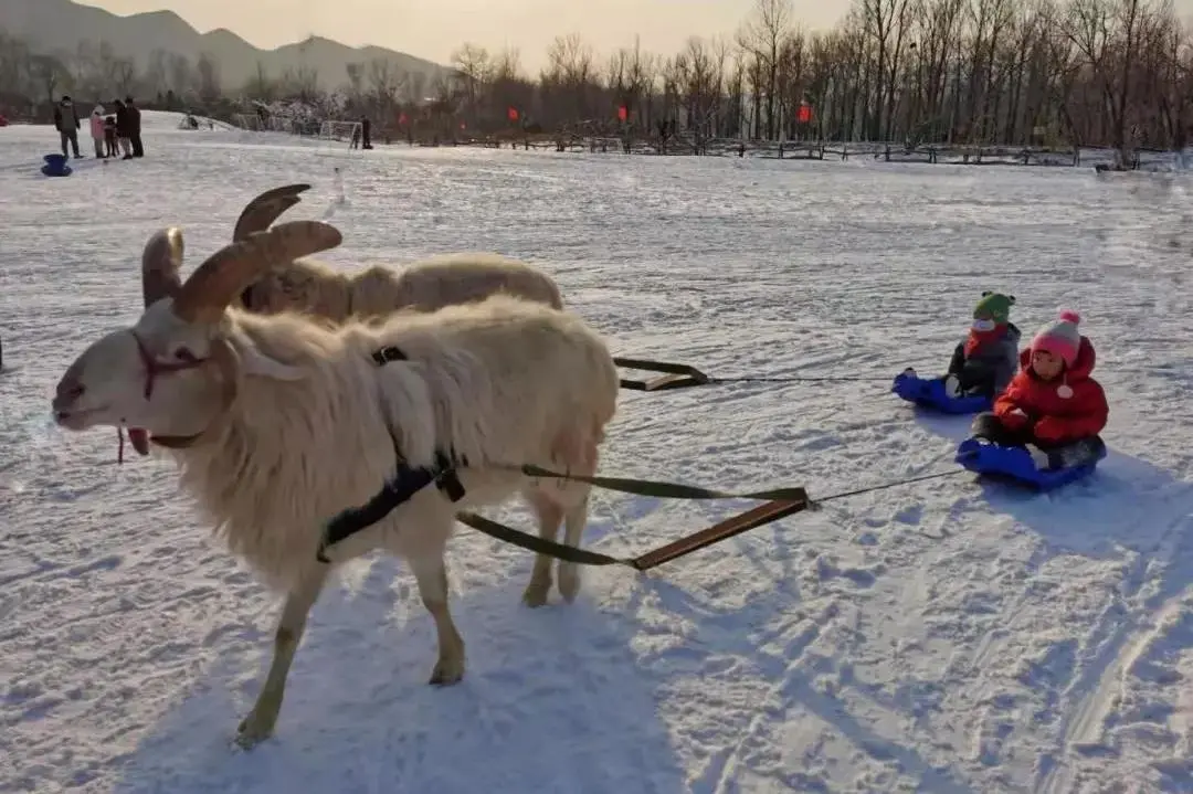 精品线路（208）：保定亲子游3大打卡地，冬天也不愁遛娃了