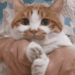 爆肝统计5000个猫名，让所有人都笑死在这些沙雕名字里