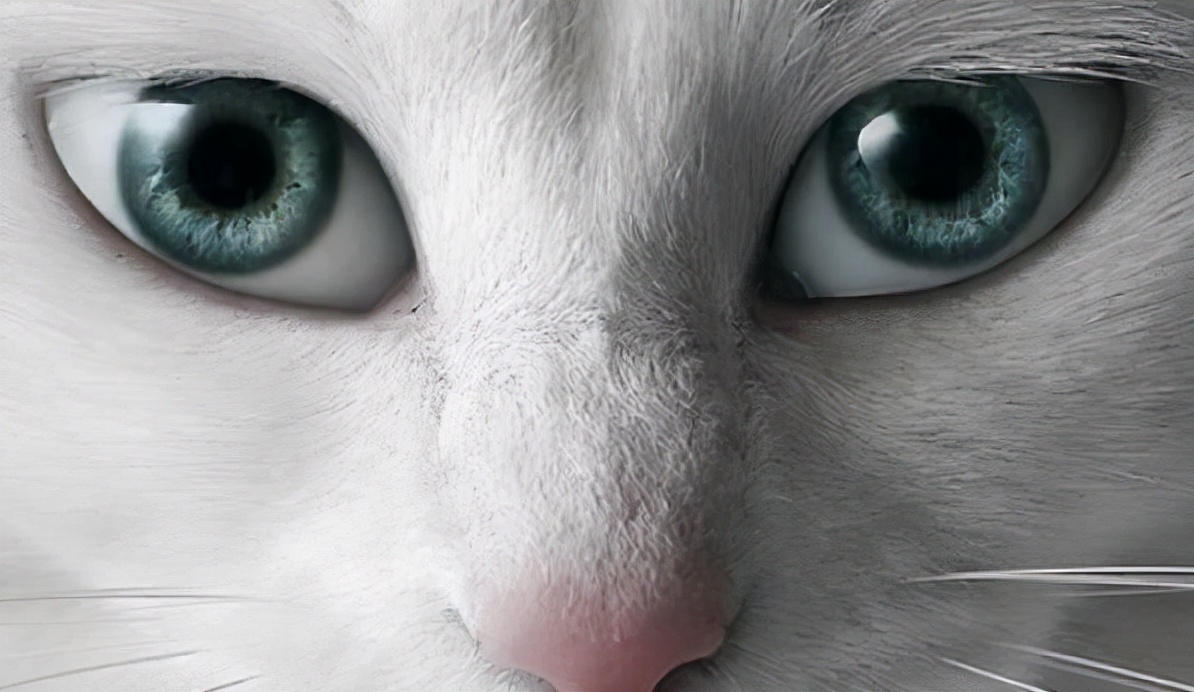 科普：猫咪的眼睛竟然如此奇妙，探寻猫眼里的线索秘密