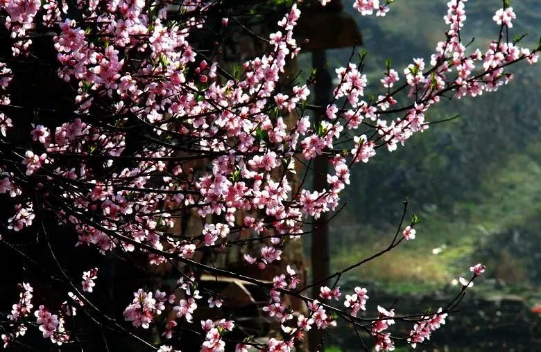 阳春三月春风暖，踏春太行大峡谷游玩正当时