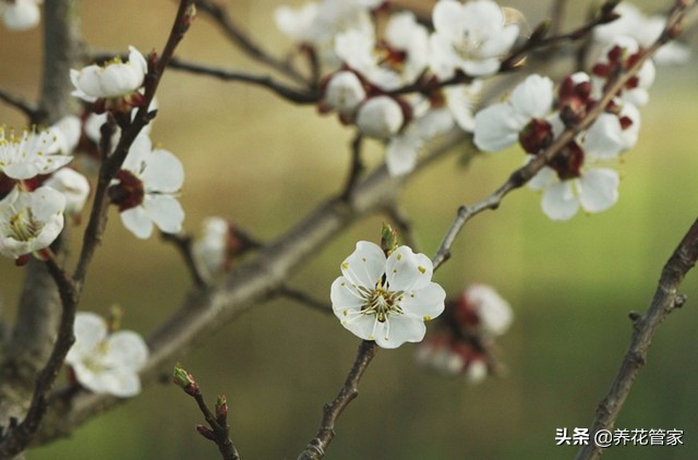 杏花几月开花（杏花微雨惊艳了江南的三月天）