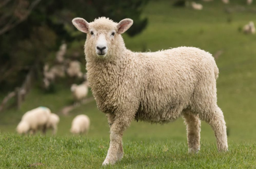 多莉在出生后的第二年与一只威尔士山羊交配,诞下了第一只羊宝宝,取名