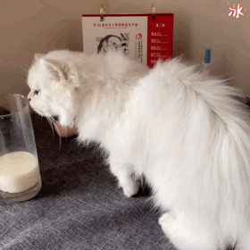 12星座都适合养什么猫？快来围观