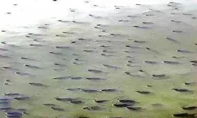 說(shuō)一說(shuō)水中殺手——硫化氫含量超標(biāo)引起魚(yú)類中毒的事