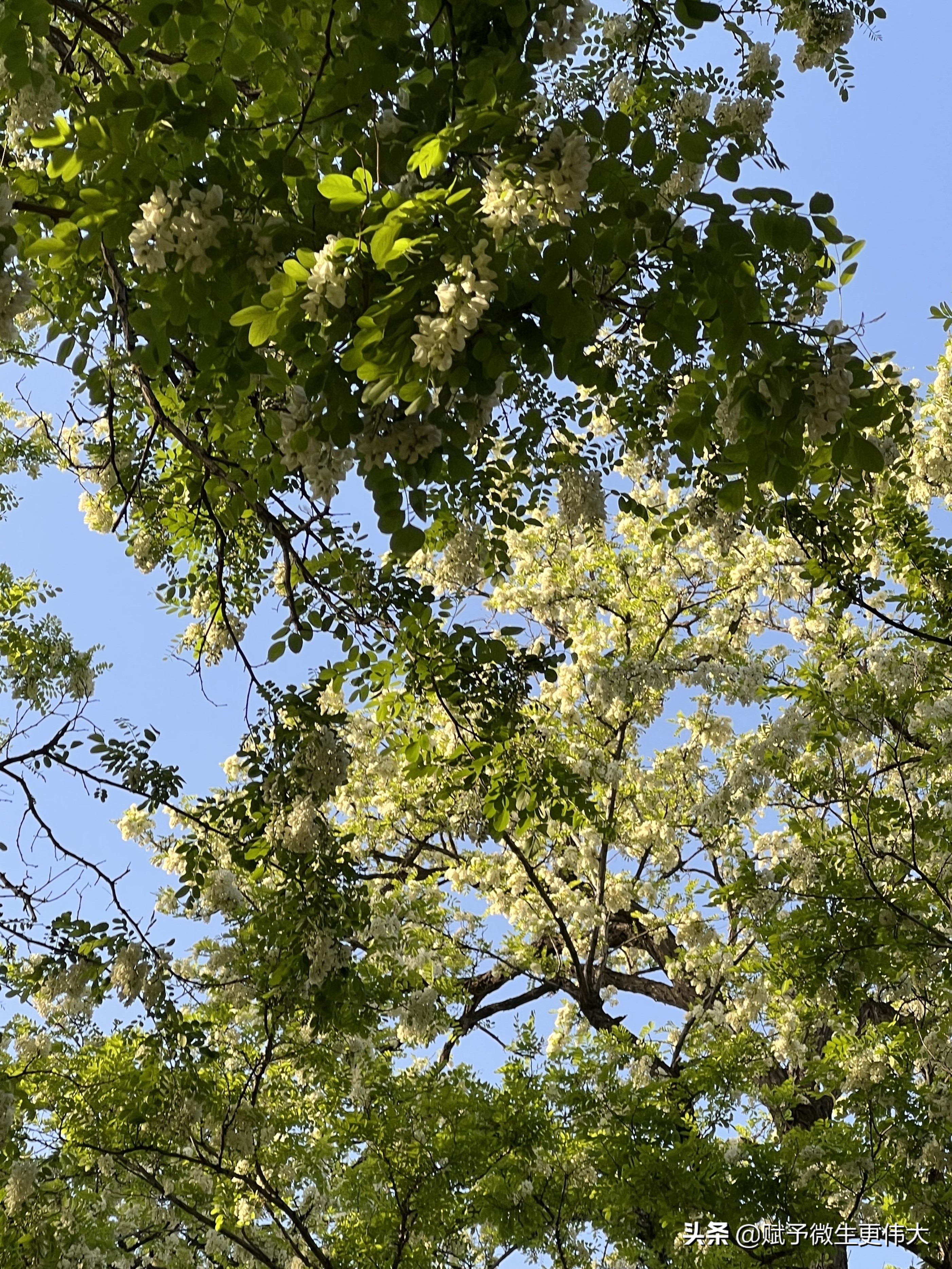 三花白——少忆儿时常采食