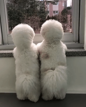 狗狗交配的4种方式，养狗多年的你，可能还不知道