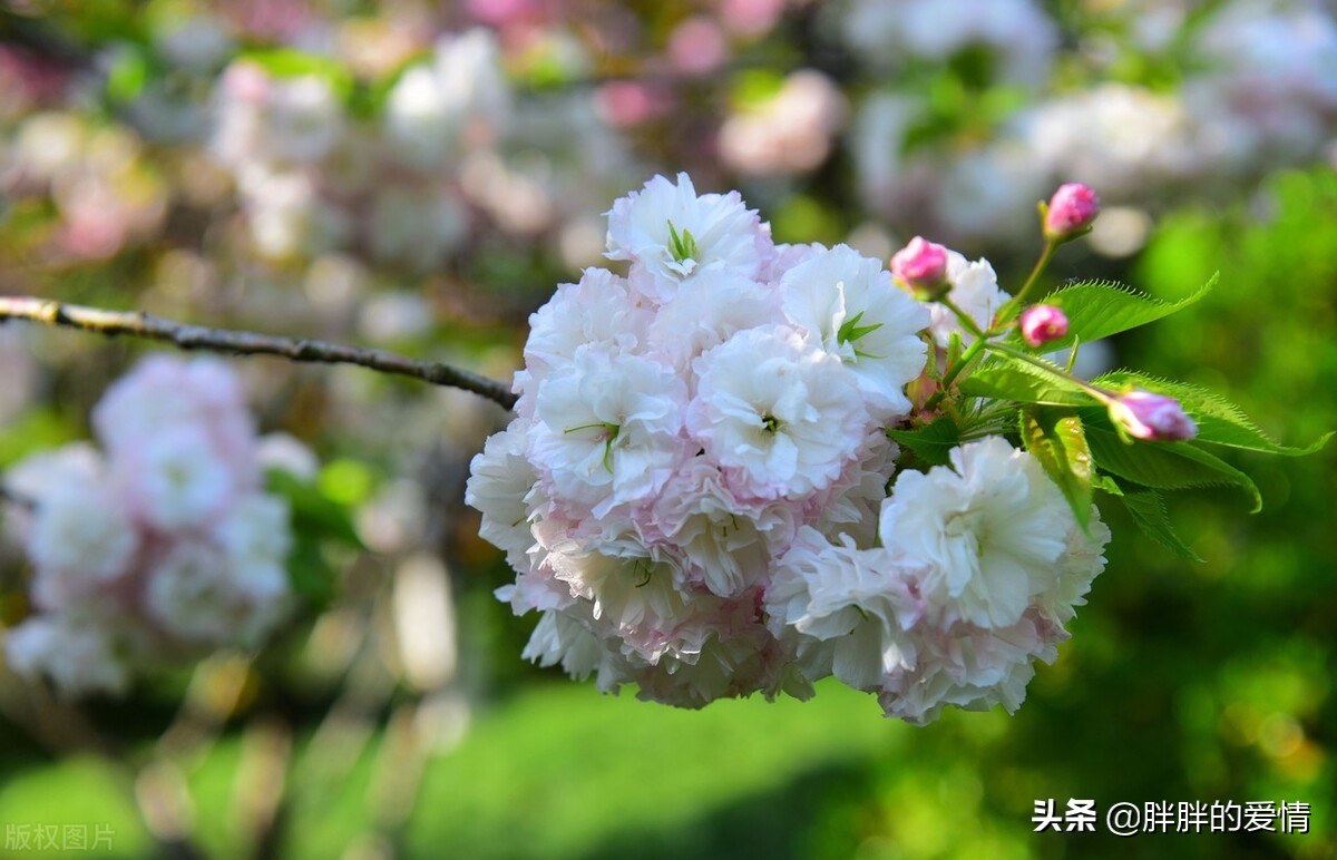 花开有时，花落有时；永不假设，永不强求，顺其自然