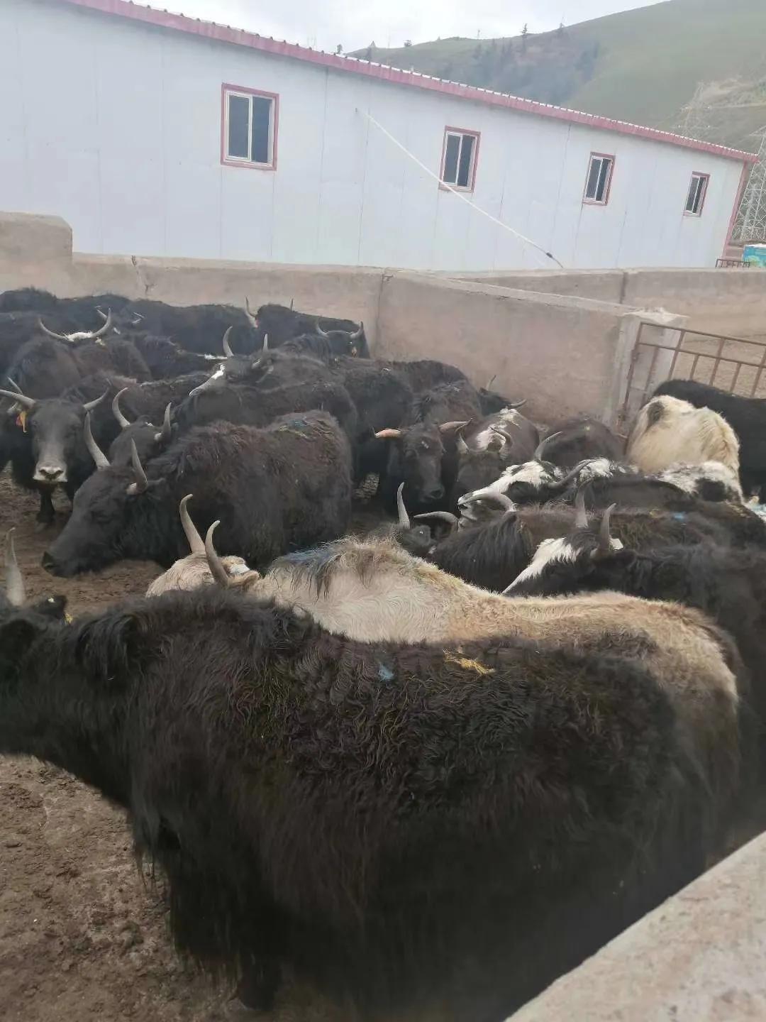 青海祁连亿达畜产肉食品有限公司简介