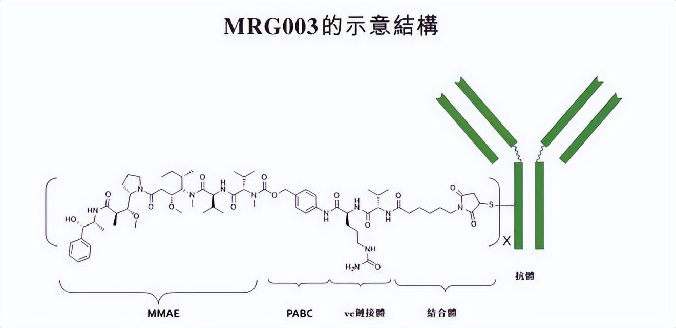 实体瘤新药MRG003最新数据出炉：疾病控制率达66.7%