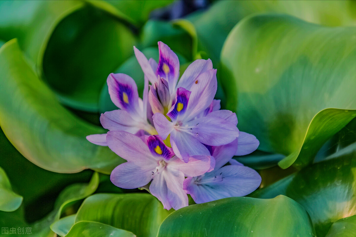 一花一世界，一束花点燃爱，相逢花浪漫情，春花情长，迷人心醉