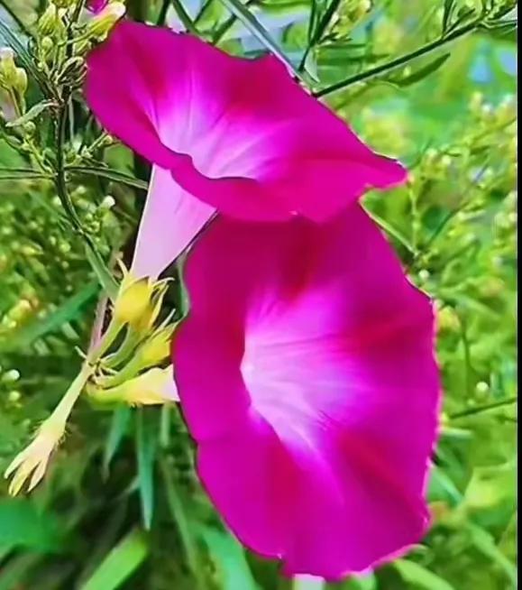 2022高考押题Ⅰ湖北省七市州联考59分范文《素履以往，人生澄明》