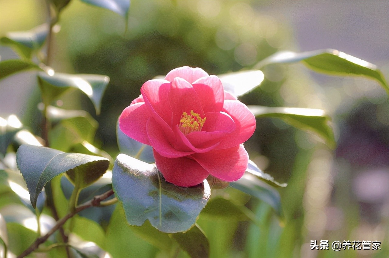 花中皇后是什么花（古人最爱的15种花卉的雅称）