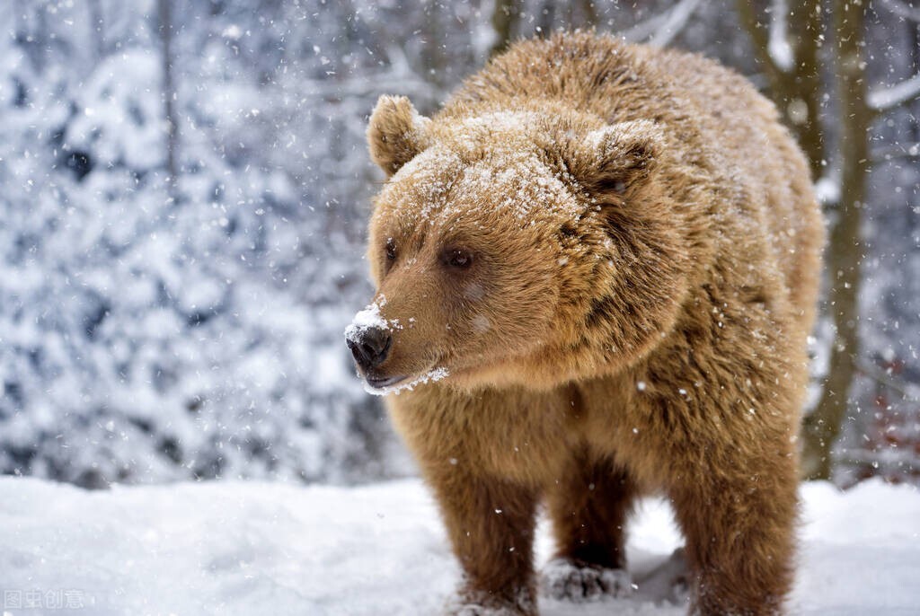 林海雪原冬荒难熬,饿虎冒险堵洞抓狗熊吃,结果却被狗熊反杀