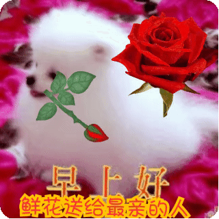 不用打字就可以聊天的早上好图片 创意好看的早安问候动画表情图片