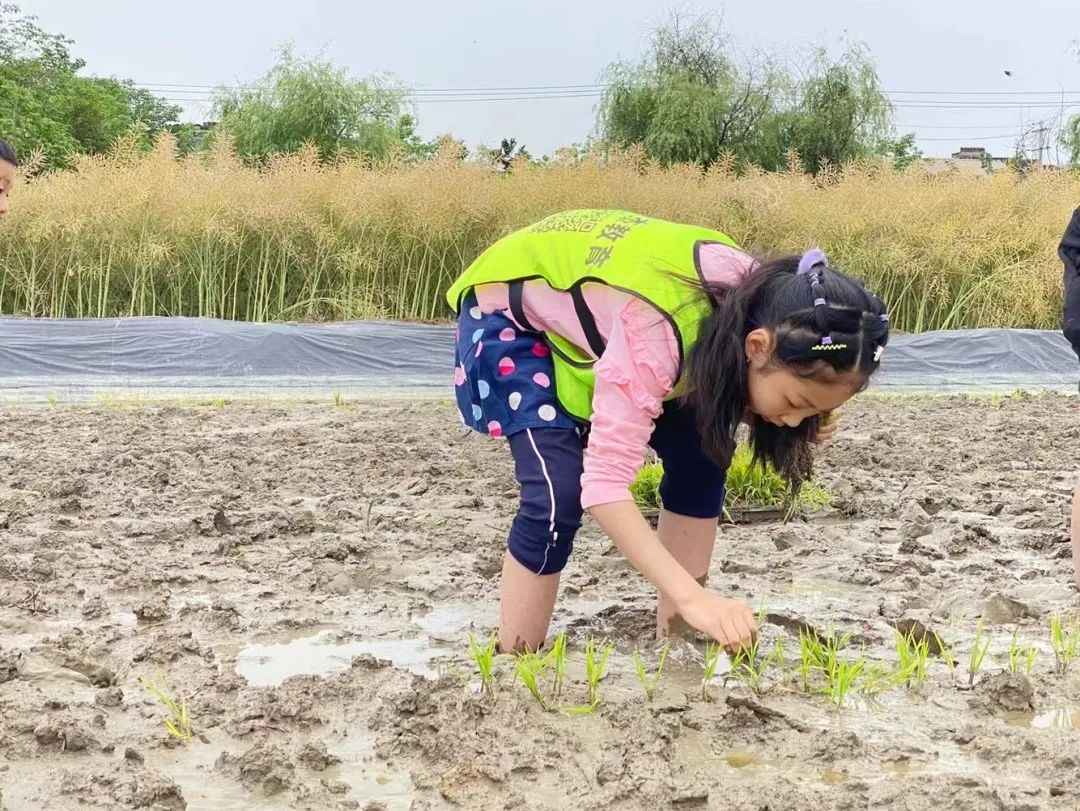 实践课程丨劳动·淬炼·成长——天府新区锦江小学劳动教育剪影