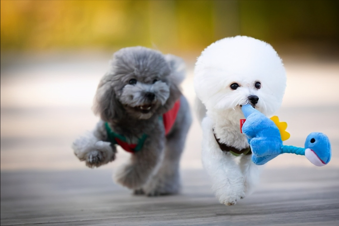 纯种比熊犬多少钱一只