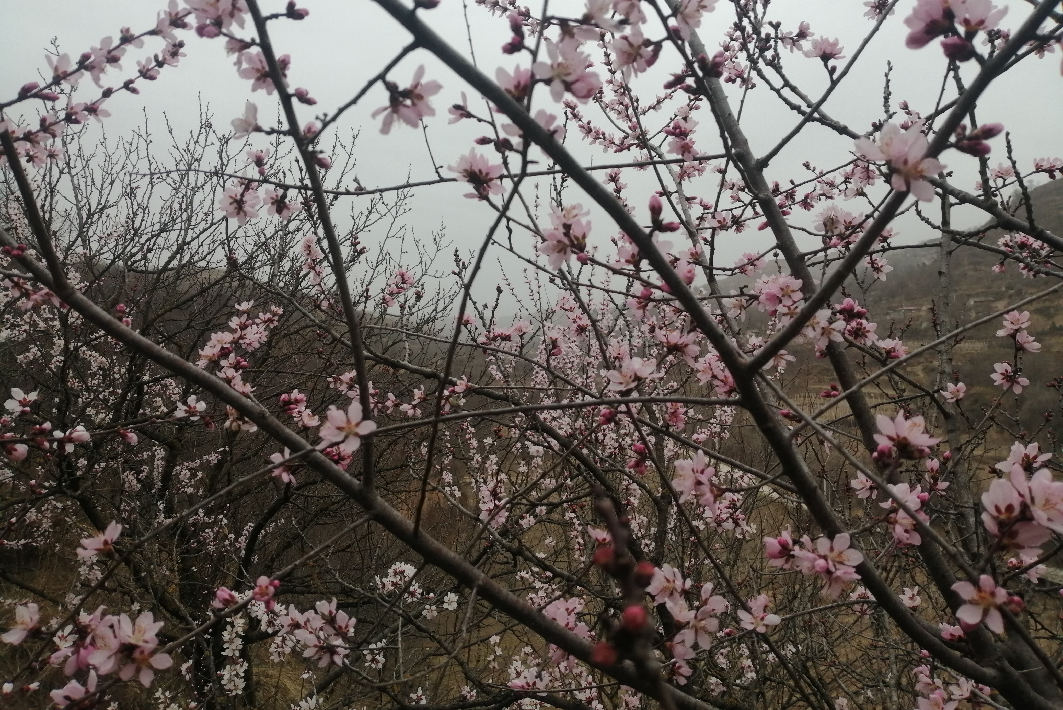 《写在春分时节》桃杏花开满家乡山坡