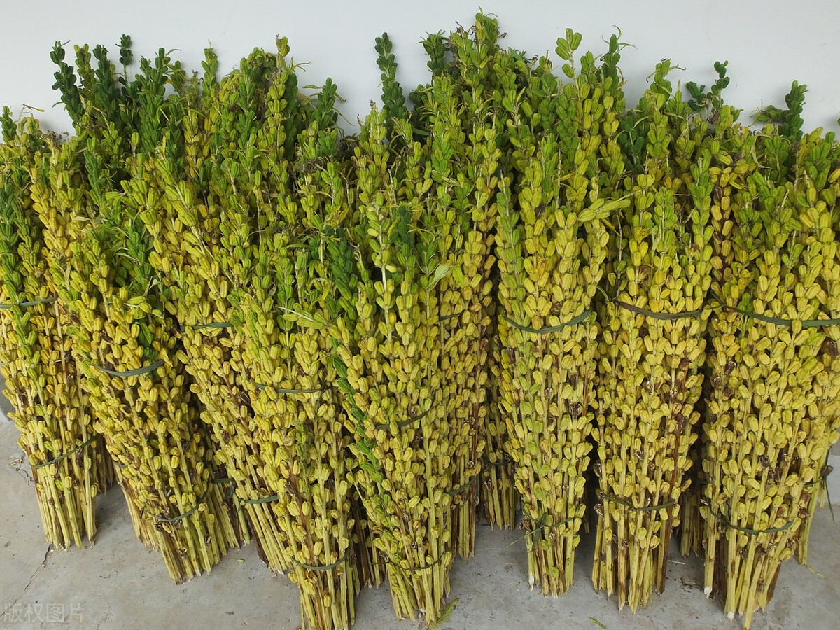 芝麻杆有何作用?5大用处变废为宝