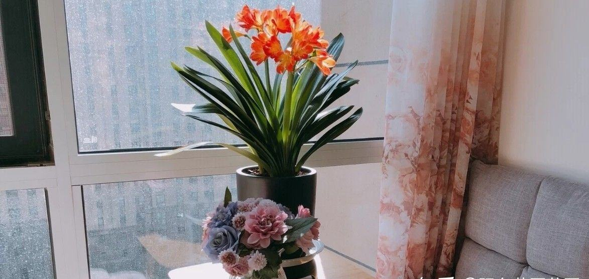 客厅养花“讲究大”，别随便，这6种，贵气不俗，养人旺家