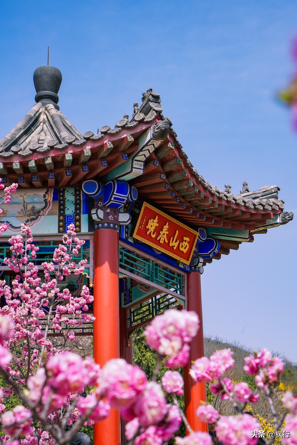 最美人间四月天,北京西山森林公园,百花齐放,姹紫嫣红