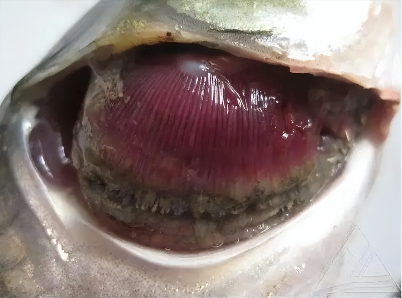 鱼类容易患的鳃霉病是什么？