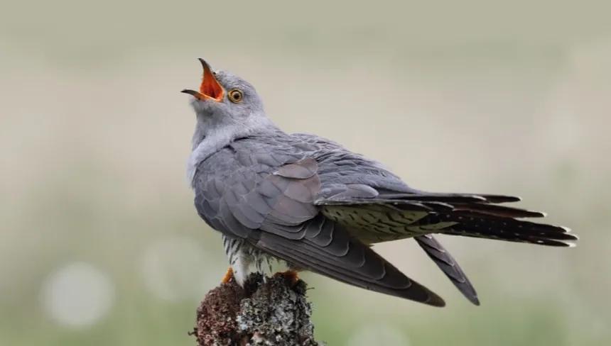 吞声别,陇头流水,替人呜咽.王孙何许音尘绝,柔桑陌上吞声别.