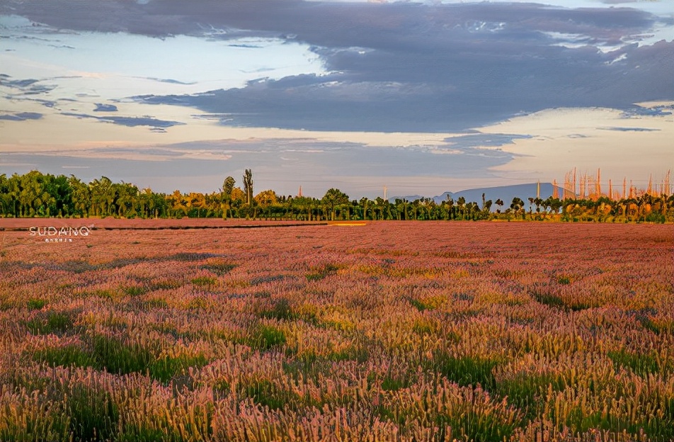 中国最大的薰衣草种植基地哪个县,中国最大的薰衣草种植基地是那个县