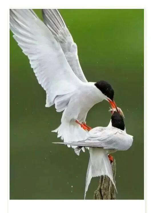 一一岁月都江堰的故事岁月都江堰祝有情人恩爱一生[玫瑰][玫瑰]