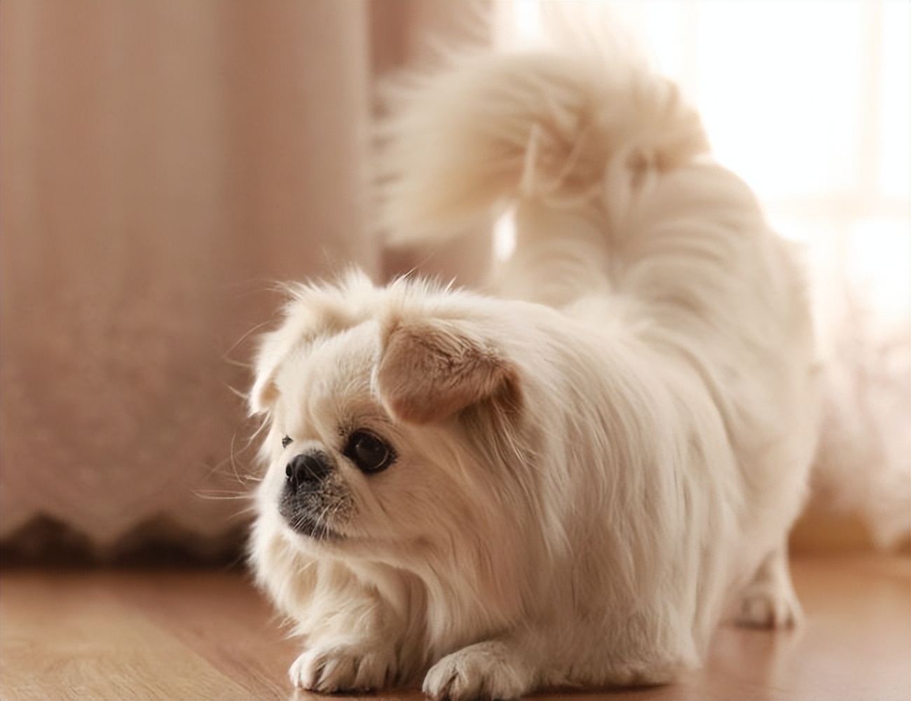 曾经的贵族狗"京巴犬",口碑却两级分化,问题出在哪了?