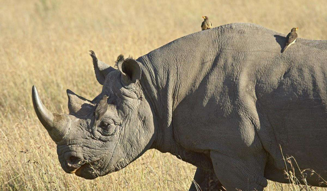 老虎狮子的排名起冲突!盘点陆地生物战斗力